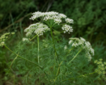 Rasca lúčna (Carum carvi) – pestovanie a starostlivosť