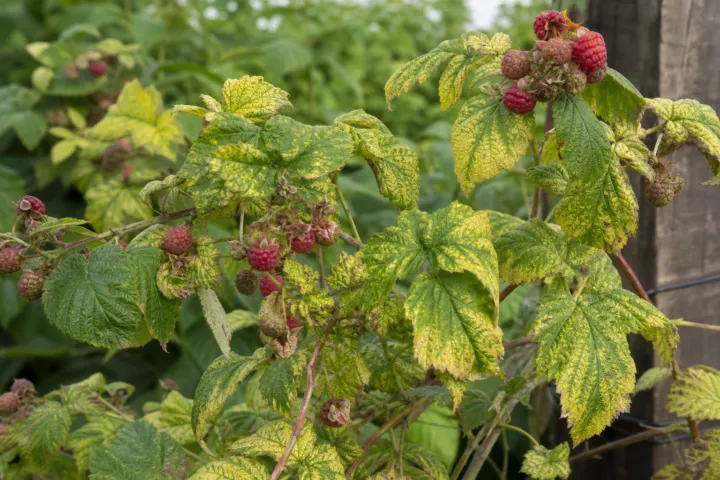 Raspberry bushy dwarf virus