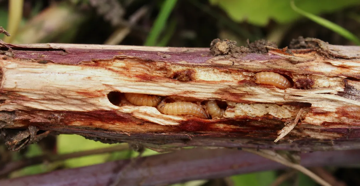 Raspberry Cane Midge
