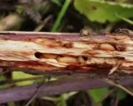 Raspberry Cane Midge