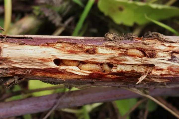 Raspberry Cane Midge