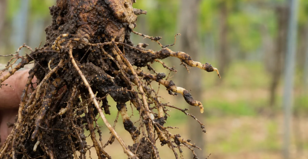 Rebennematode Xiphinema index