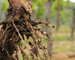 Rebennematode Xiphinema index