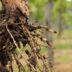 Rebennematode Xiphinema index