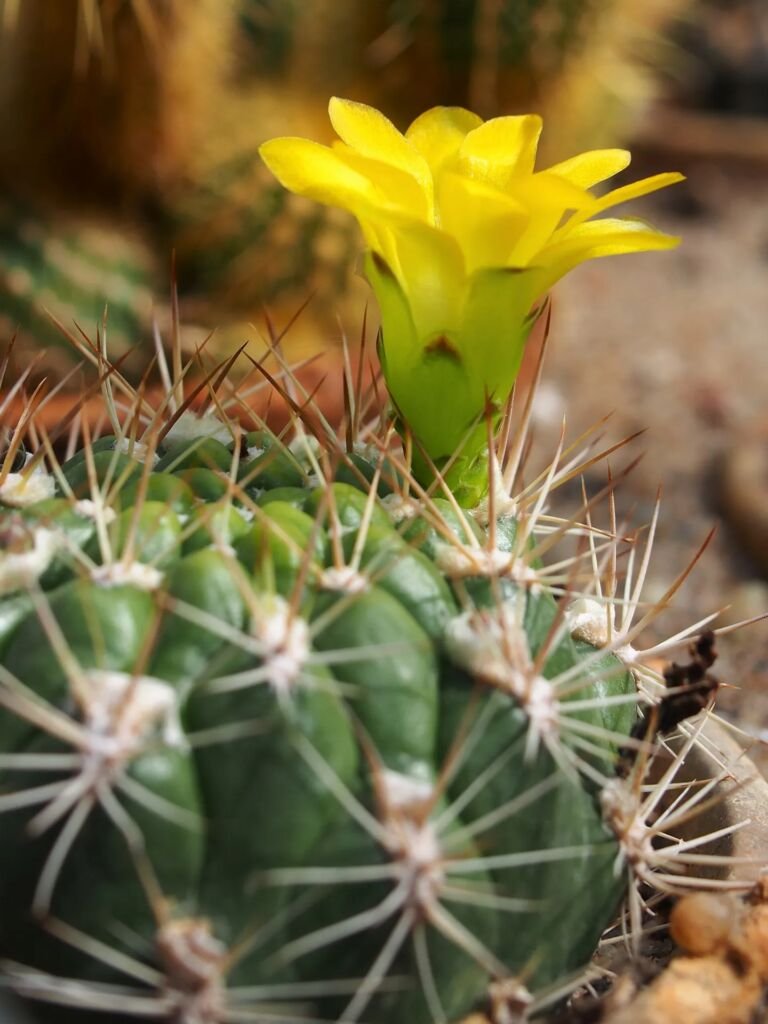 Weingartia neocumingii