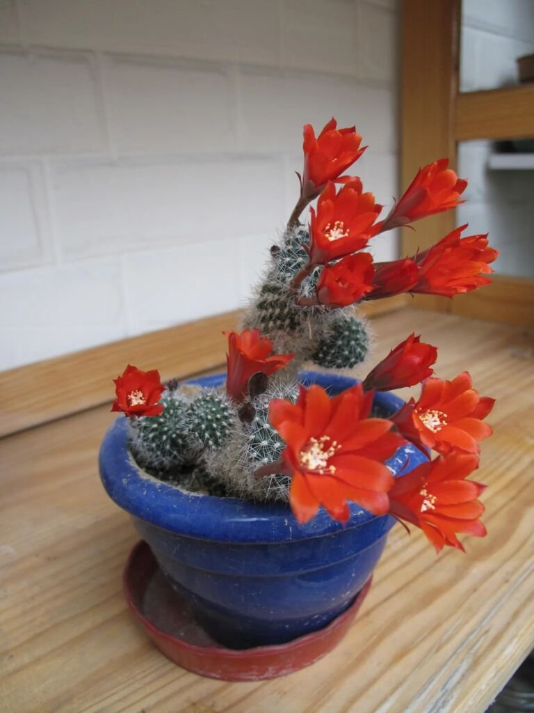 Rebutia minuscula