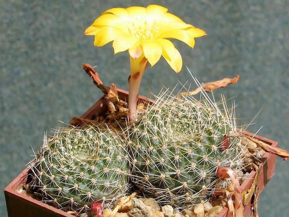 Rebutia marsoneri – (Rebutia marsoneri) – typisches Erscheinungsbild, Pflanzenfoto