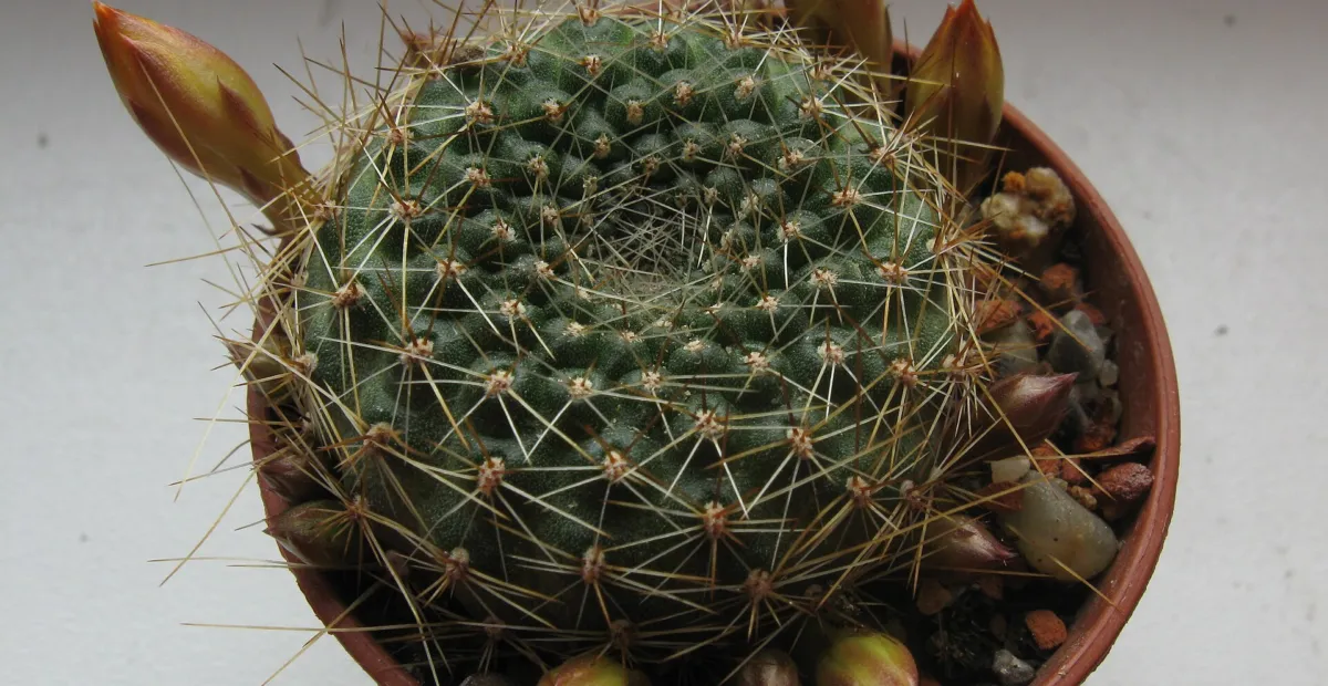 Rebutia marsoneri – plant photo
