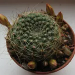Rebutia marsoneri care guide (Rebutia marsoneri) – plant photo