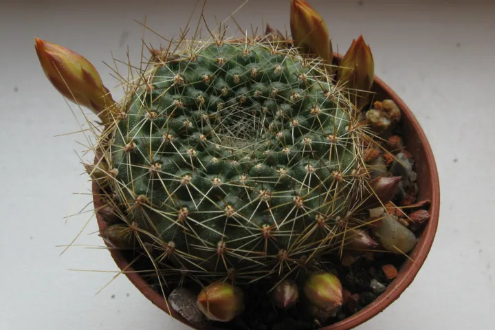 Rebutia marsoneri