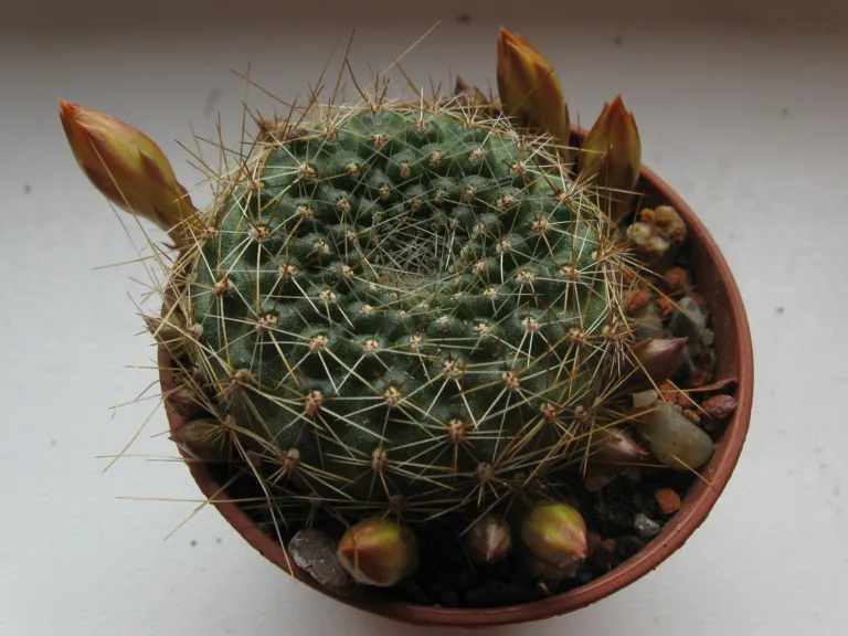 Rebutia marsoneri