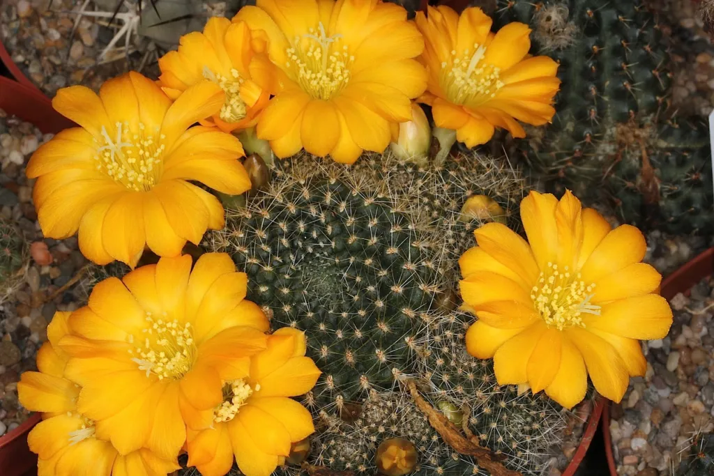 Rebutia marsoneri – (Rebutia marsoneri) – typisches Erscheinungsbild, Pflanzenfoto