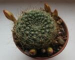 Rebutia marsoneri – Pflege