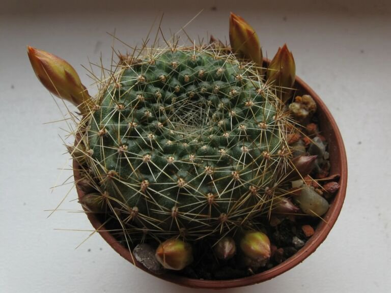 Rebutia marsoneri