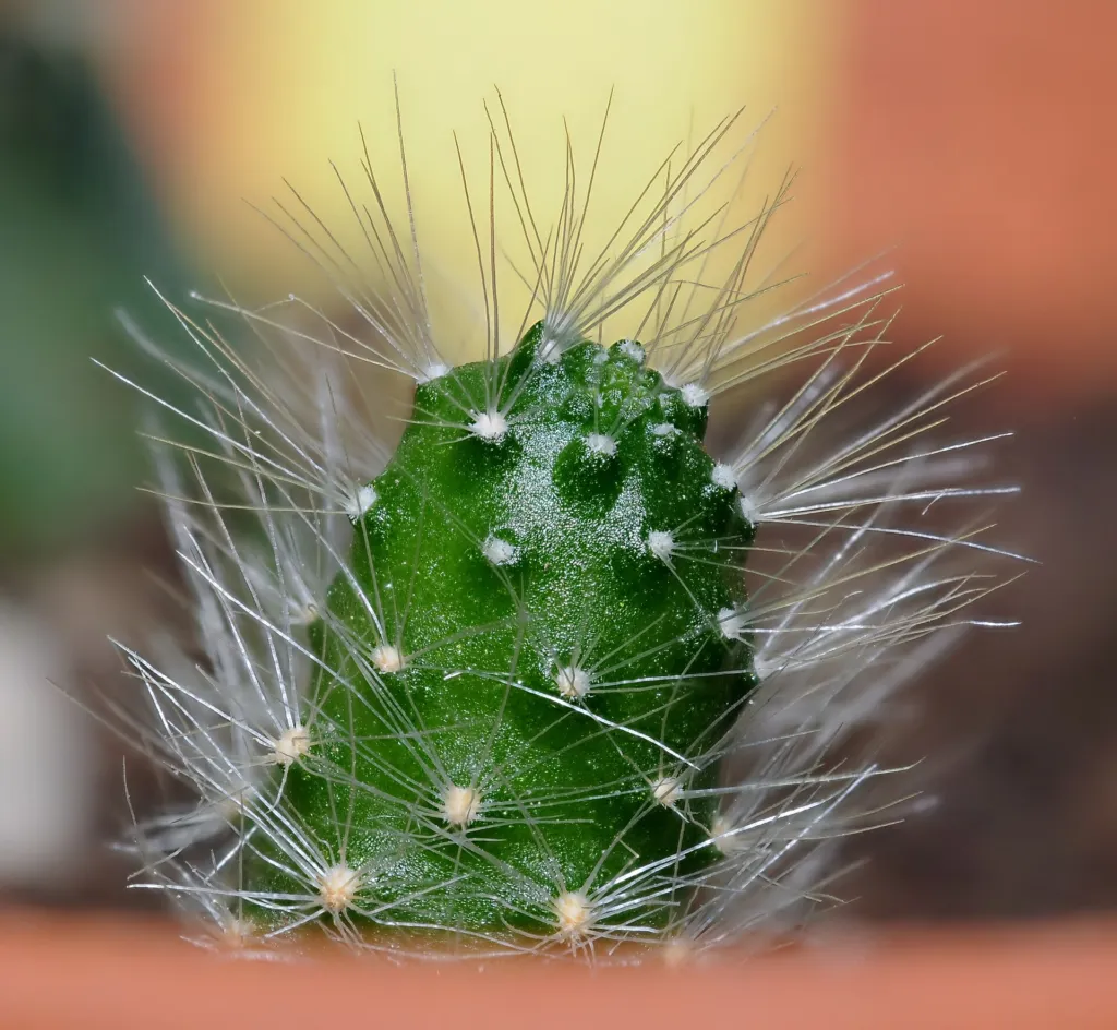 Rebutia minuscula – (Rebutia minuscula) – typisches Erscheinungsbild, Pflanzenfoto