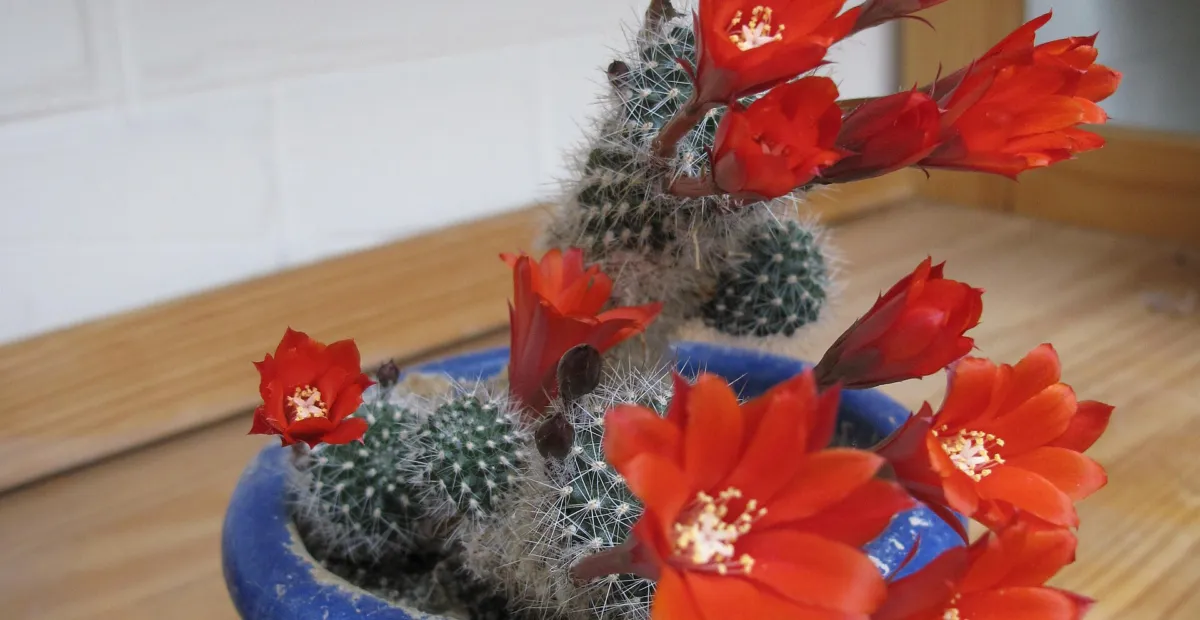 Red Crown Cactus (Rebutia minuscula) – plant photo