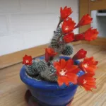 Red Crown Cactus (Rebutia minuscula) – plant photo
