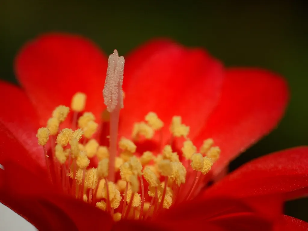Rebutia minuscula – (Rebutia minuscula) – typisches Erscheinungsbild, Pflanzenfoto
