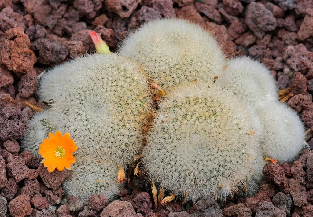 Rebutia minuscula – (Rebutia minuscula) – Blüten in Nahaufnahme, Pflanzenfoto
