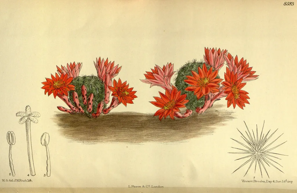 Rebutia minuscula – (Rebutia minuscula) – typisches Erscheinungsbild, Pflanzenfoto