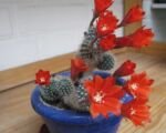 Rebutia minuscula – Pflege