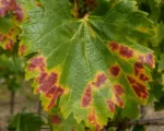 Red Fire Disease of Grapevine