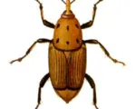 Red Palm Weevil
