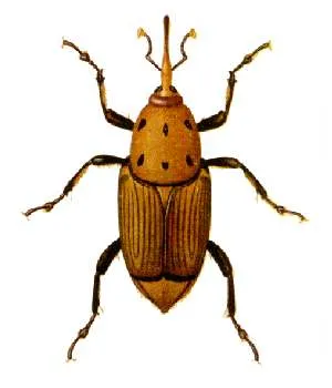 Red Palm Weevil