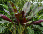 Red Tiger (Musa sikkimensis ‘Red Tiger’)