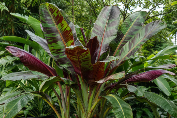 Musa sikkimensis 'Red Tiger'