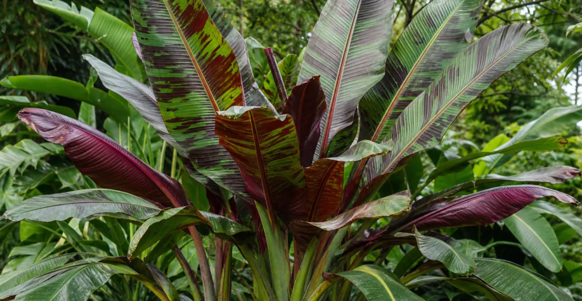 Musa sikkimensis 'Red Tiger' – plant photo