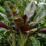 Red Tiger (Musa sikkimensis ‘Red Tiger’) (Musa sikkimensis 'Red Tiger') – plant photo