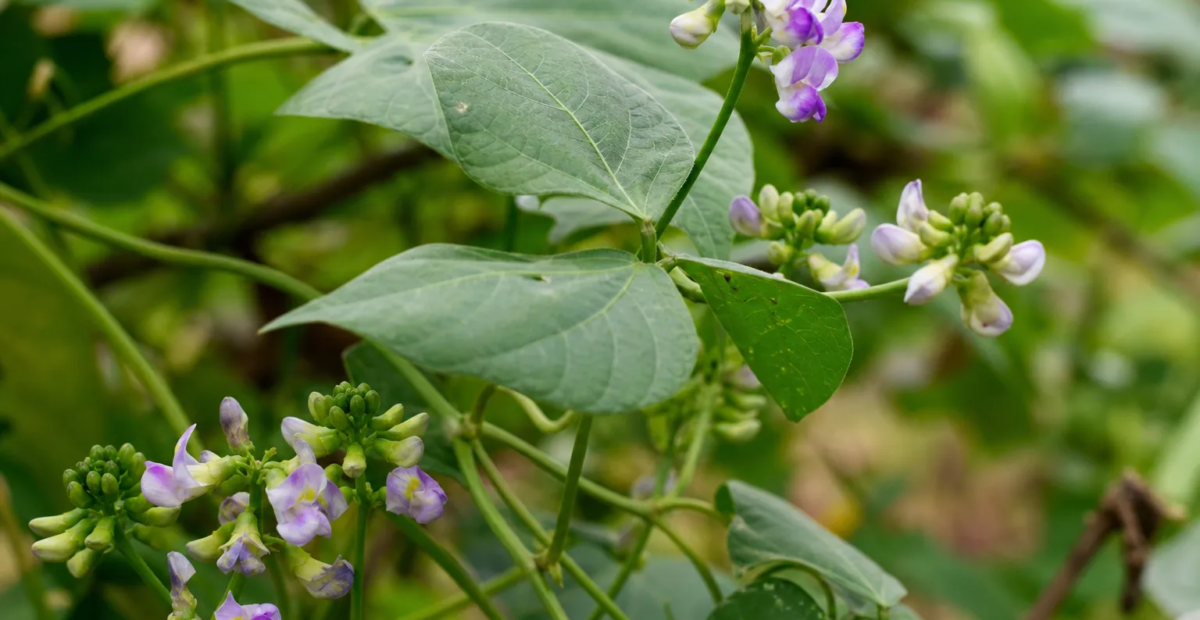 Reisbohne (Vigna umbellata) – Pflanzenfoto