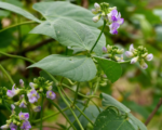 Reisbohne (Vigna umbellata) – Pflege