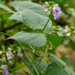 Reisbohne (Vigna umbellata) – Pflanzenfoto