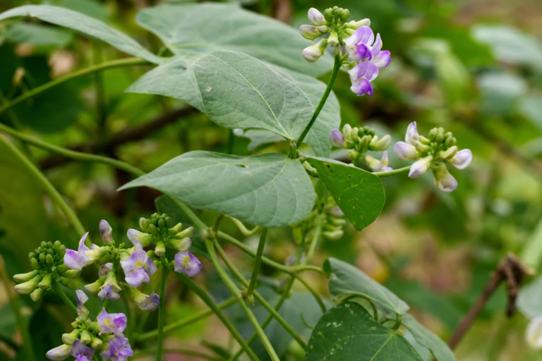 Vigna umbellata