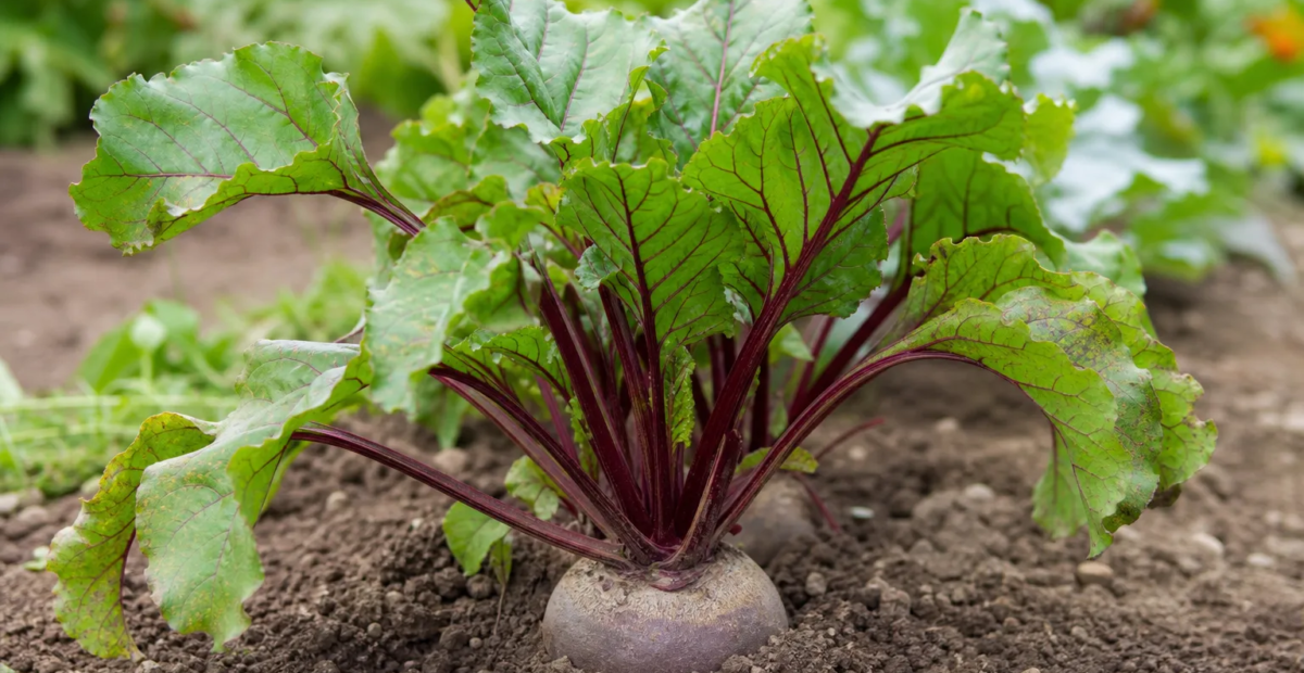 repa obyčajná (Beta vulgaris) – fotografia rastliny