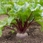 repa obyčajná (Beta vulgaris) – fotografia rastliny