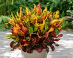 Revolutions (Codiaeum variegatum ‘Revolutions’)