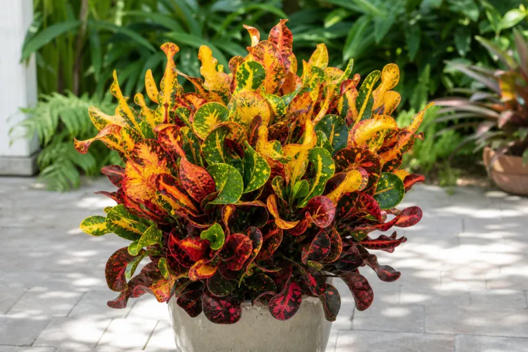 Codiaeum variegatum 'Revolutions'
