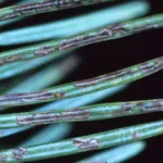 Rhabdocline Needle Cast of Douglas-Fir