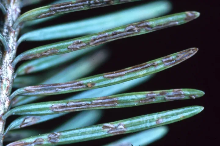 Rhabdocline Needle Cast of Douglas-Fir