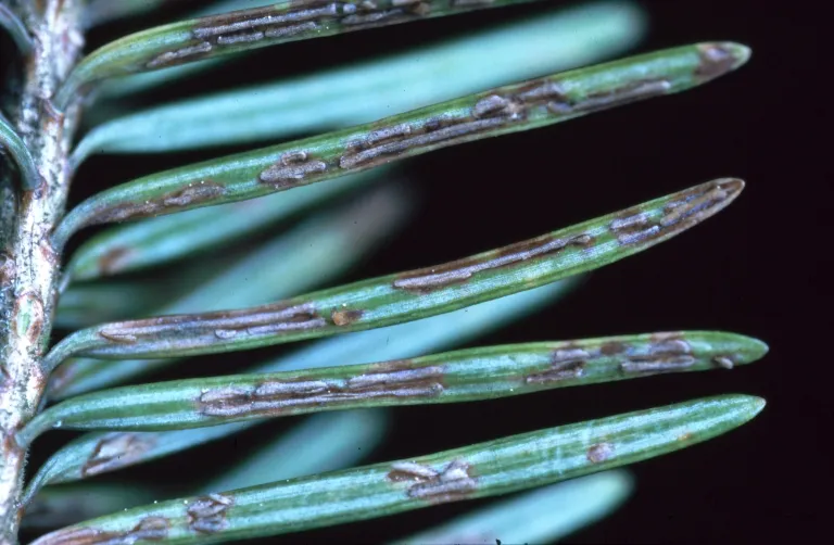 Rhabdocline Needle Cast of Douglas-Fir – diagnostic photo