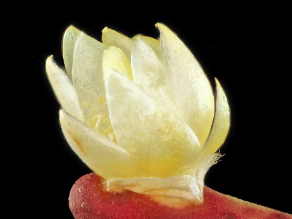 Rhipsalis baccifera – (Rhipsalis baccifera) – im Garten, Pflanzenfoto