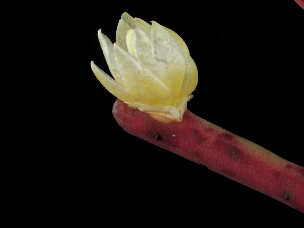 Rhipsalis baccifera – (Rhipsalis baccifera) – im Garten, Pflanzenfoto