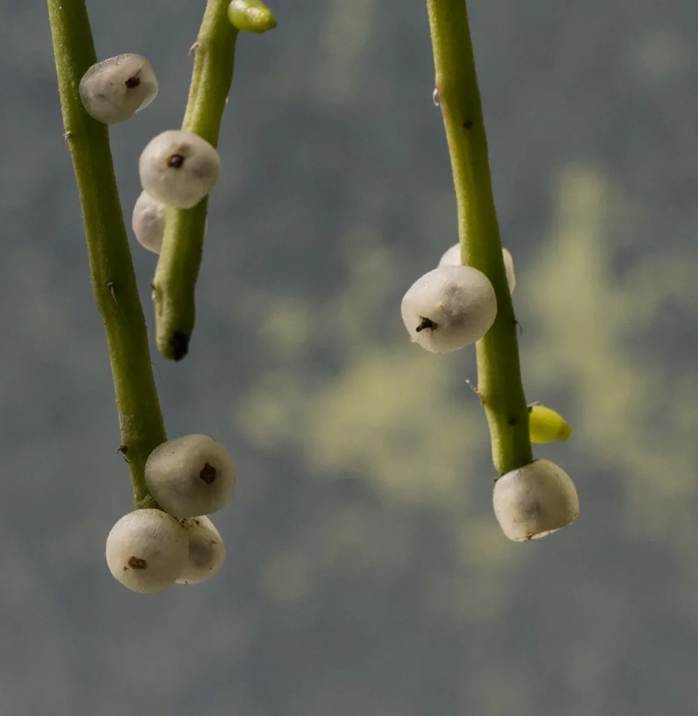 Rhipsalis baccifera – (Rhipsalis baccifera) – Früchte in Nahaufnahme, Pflanzenfoto