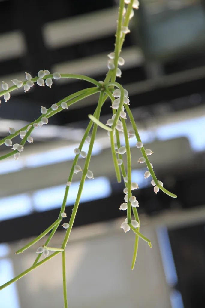Rhipsalis baccifera – (Rhipsalis baccifera) – typisches Erscheinungsbild, Pflanzenfoto