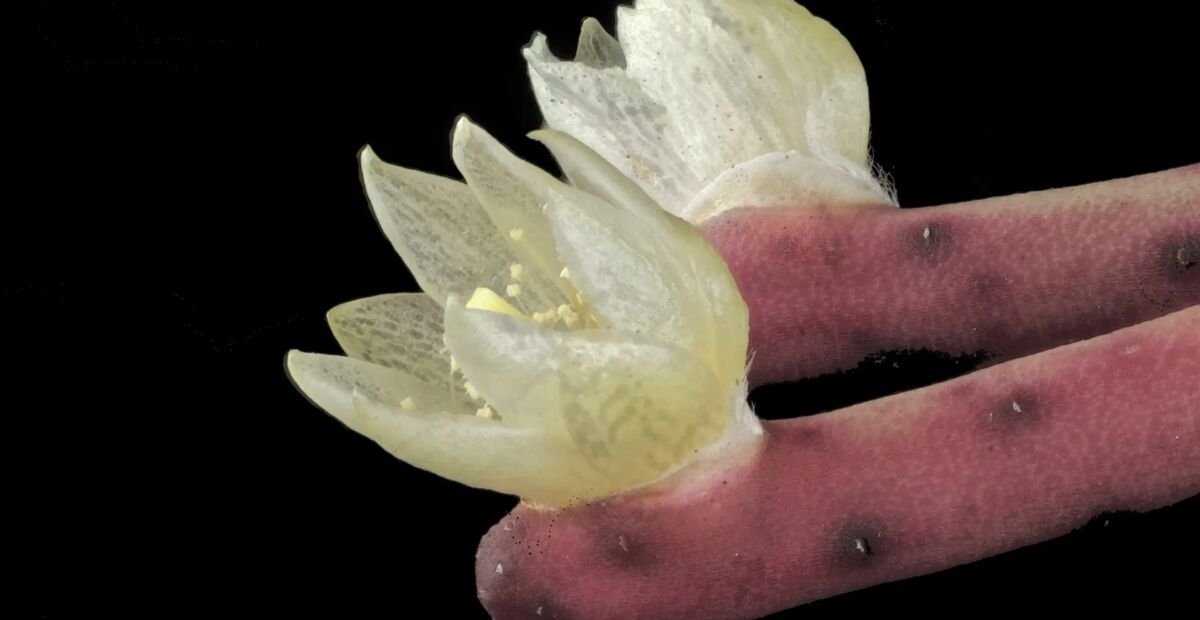 Rhipsalis baccifera – Pflanzenfoto