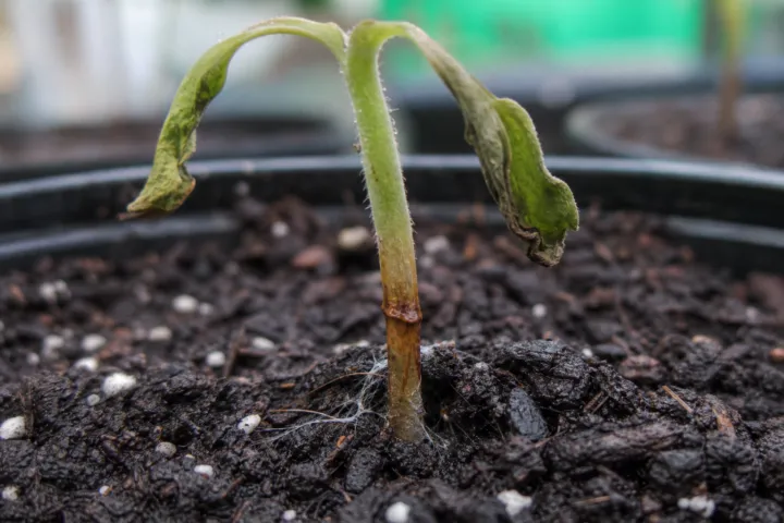 Rhizoctonia Diseases