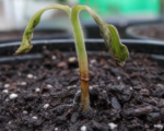 Rhizoctonia-Krankheit (Wurzeltöterkrankheit)